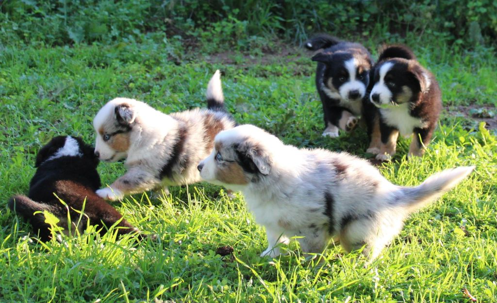 chiot Berger Américain Miniature  du mas du grand sauvage