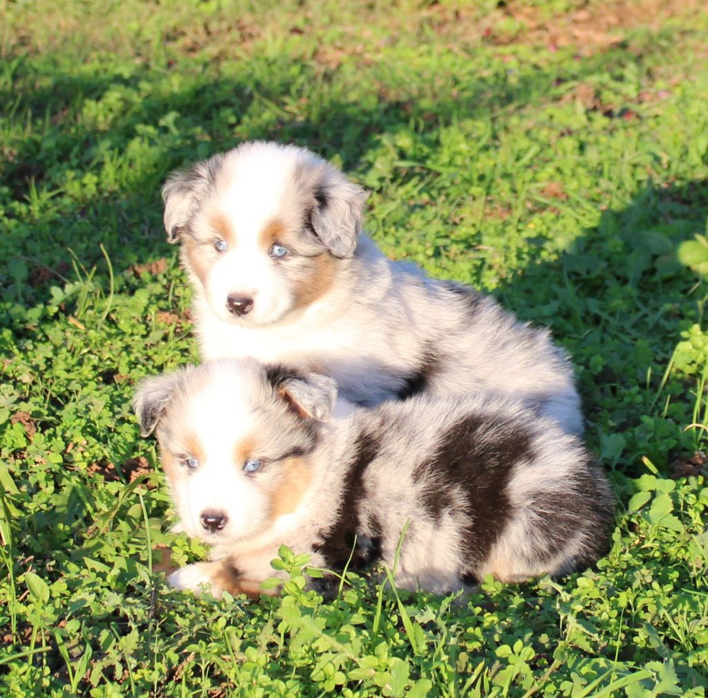 du mas du grand sauvage - Chiot disponible  - Berger Américain Miniature 