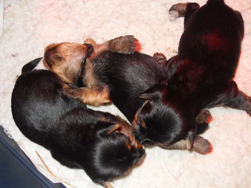 du mas du grand sauvage - Yorkshire Terrier - Portée née le 24/06/2012