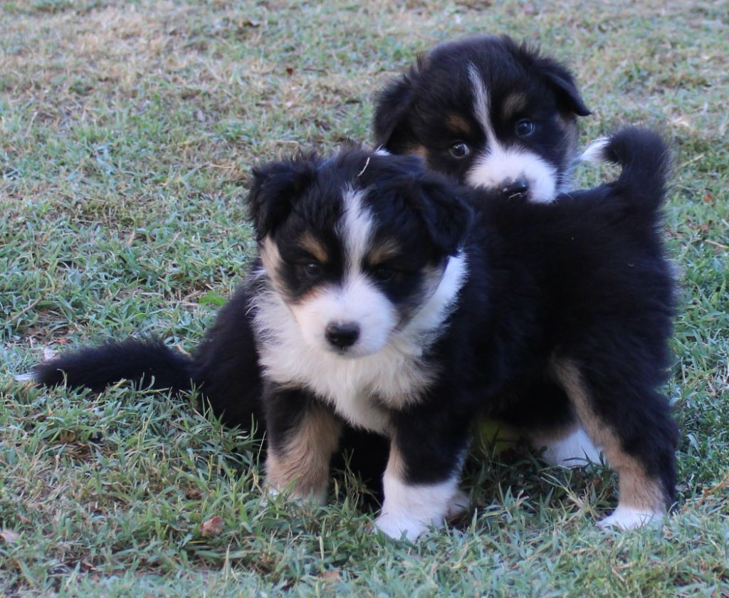 chiot Berger Américain Miniature  du mas du grand sauvage