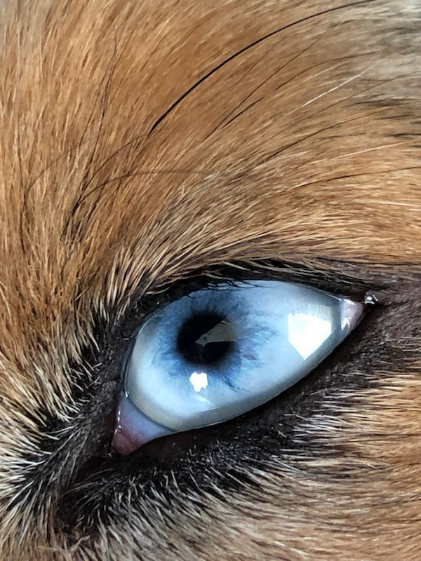 VENUS du mas du grand sauvage