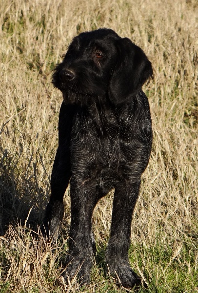 du mas du grand sauvage - Chiots disponibles - Chien d'arrêt allemand à poil dur