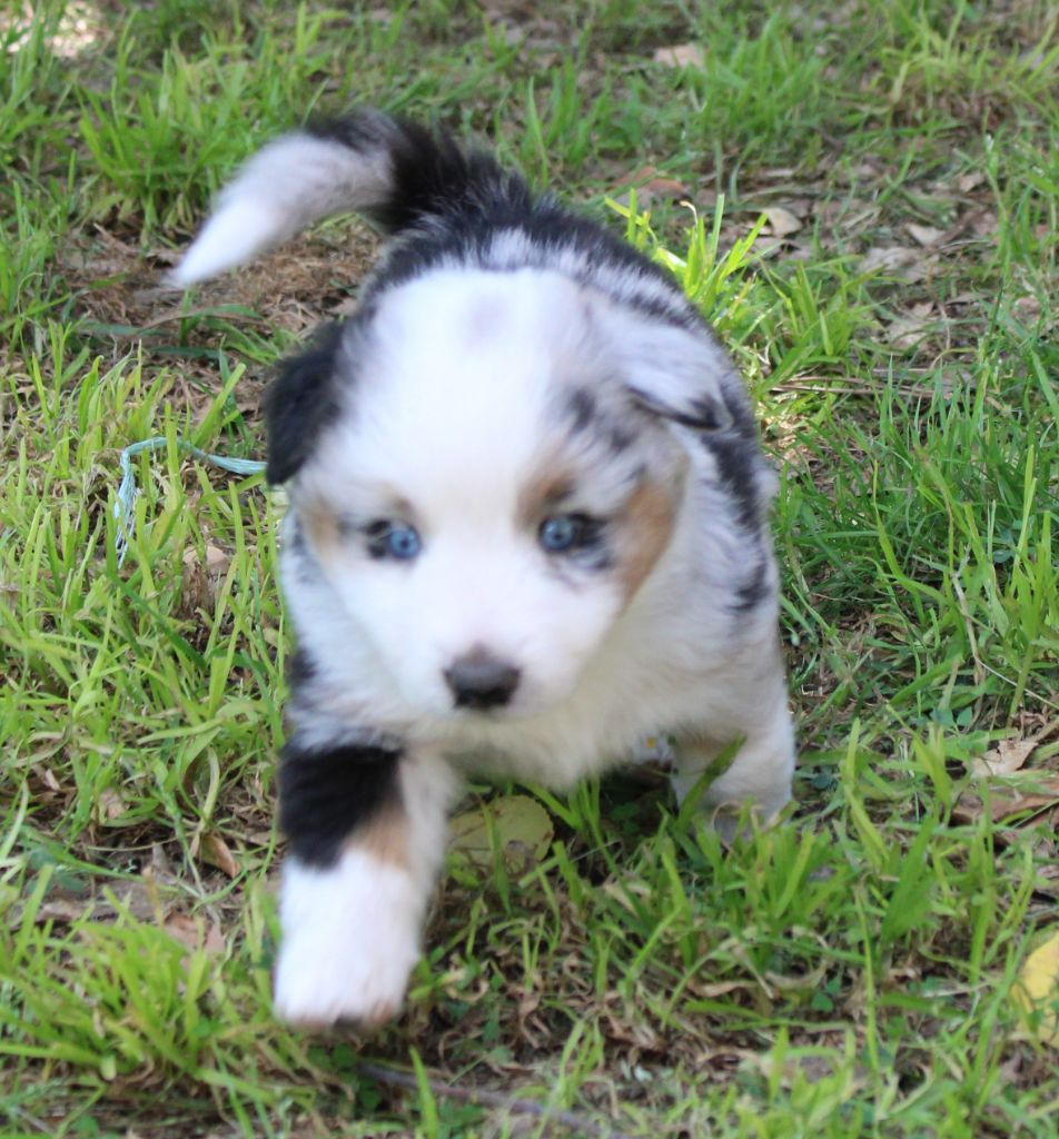 du mas du grand sauvage - Chiots disponibles - Berger Américain Miniature 