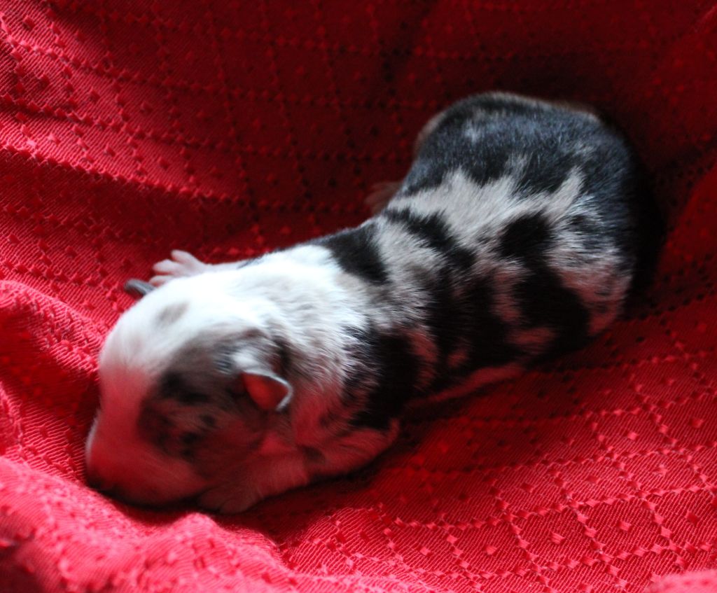 du mas du grand sauvage - Chiots disponibles - Berger Américain Miniature 
