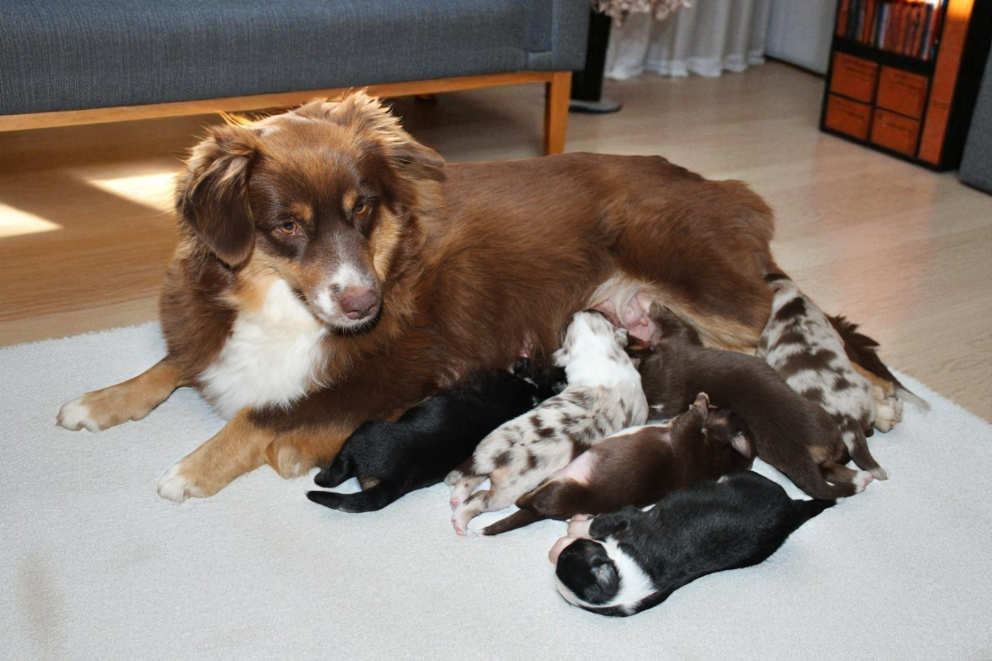 du mas du grand sauvage - Berger Américain Miniature  - Portée née le 02/09/2025