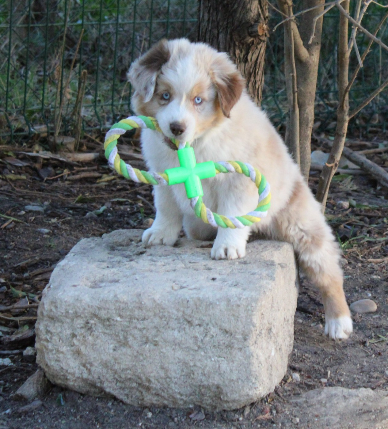 du mas du grand sauvage - Chiots disponibles - Berger Américain Miniature 