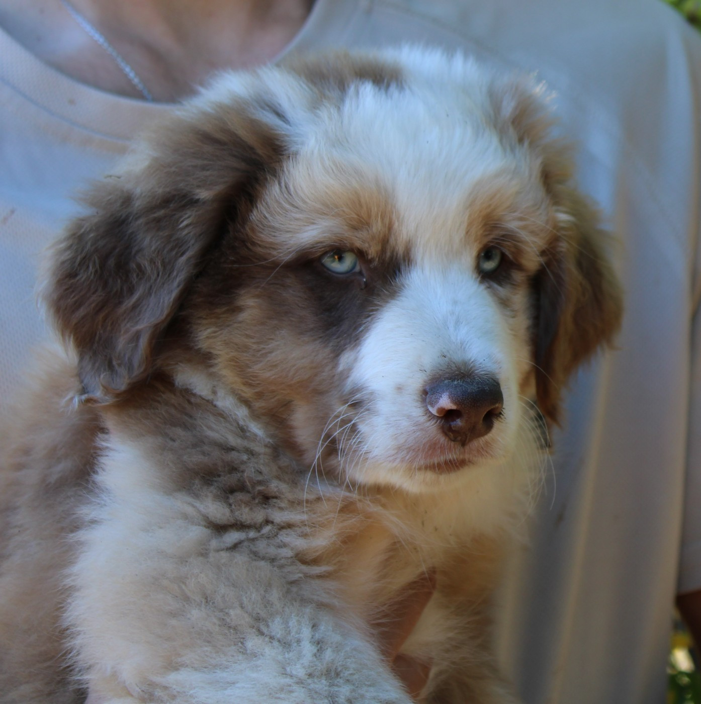 du mas du grand sauvage - Chiots disponibles - Berger Américain Miniature 