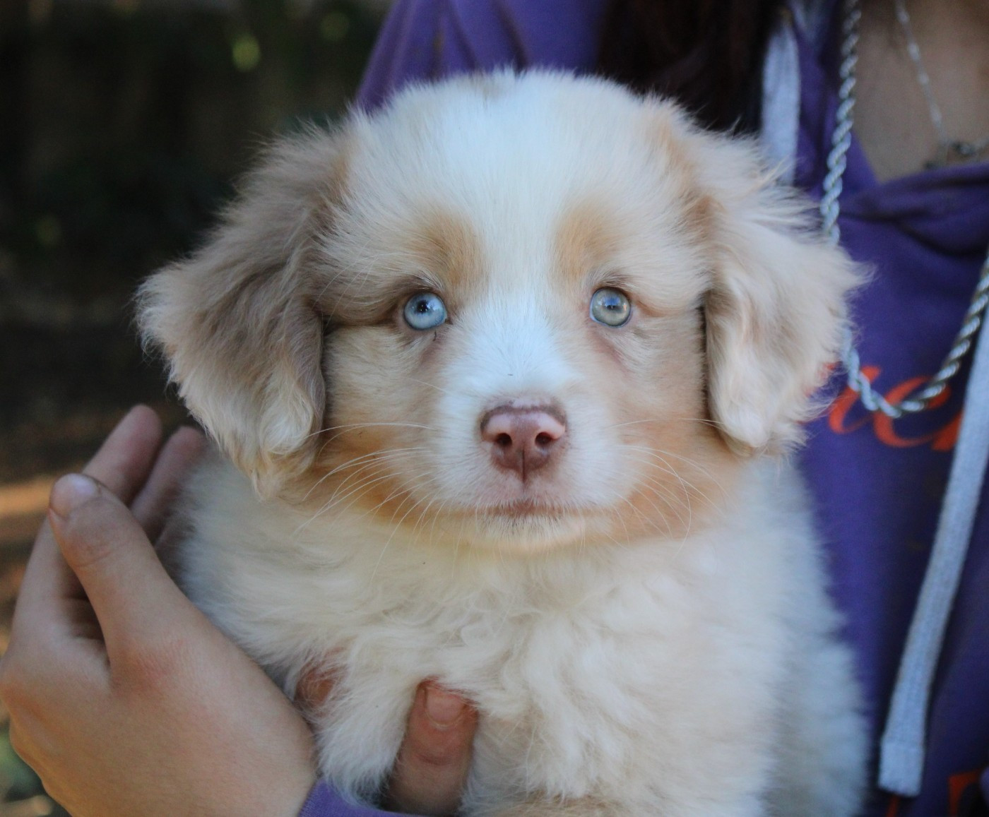 du mas du grand sauvage - Chiots disponibles - Berger Américain Miniature 