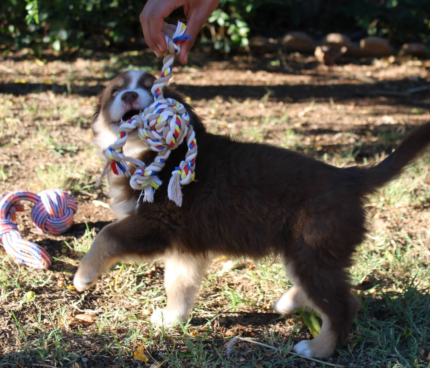 du mas du grand sauvage - Chiots disponibles - Berger Américain Miniature 
