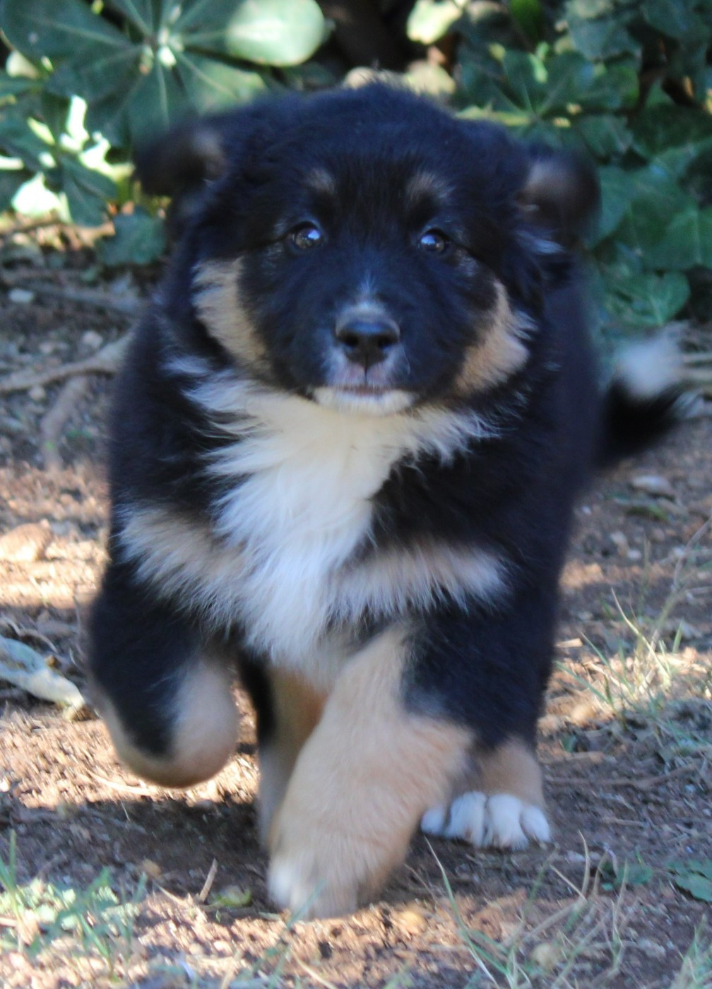 du mas du grand sauvage - Chiots disponibles - Berger Américain Miniature 