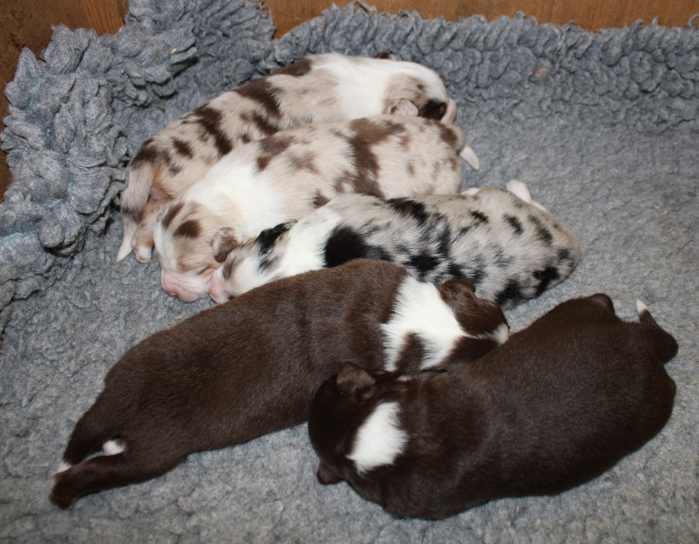 Chiot Berger Américain Miniature  du mas du grand sauvage