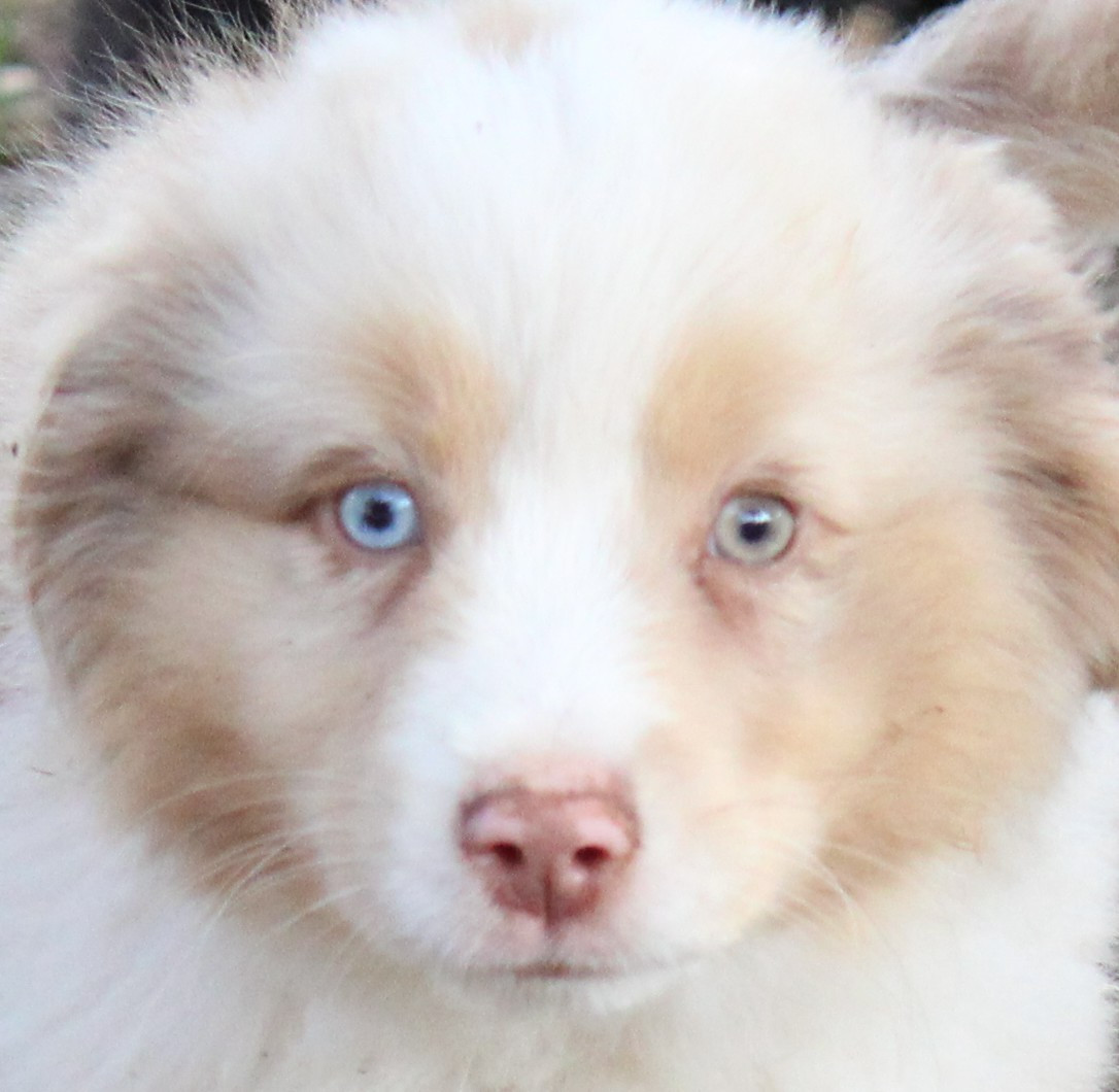 du mas du grand sauvage - Chiots disponibles - Berger Américain Miniature 