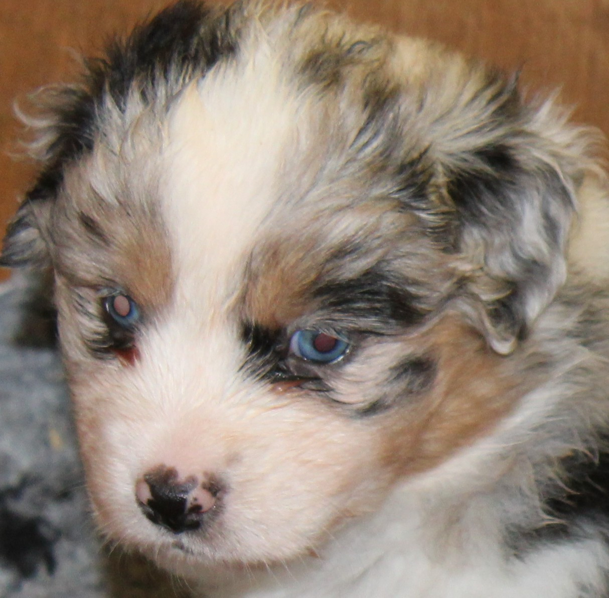 du mas du grand sauvage - Chiots disponibles - Berger Américain Miniature 