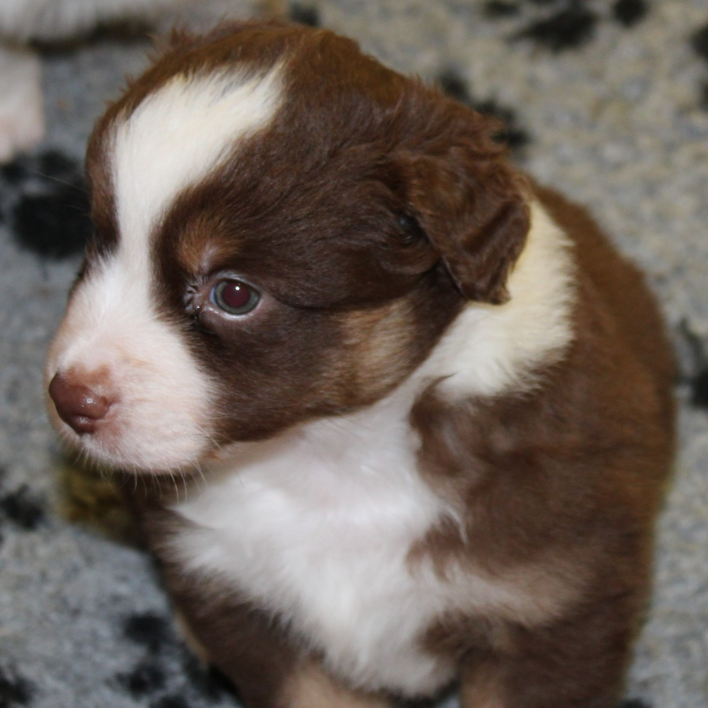 du mas du grand sauvage - Chiots disponibles - Berger Américain Miniature 