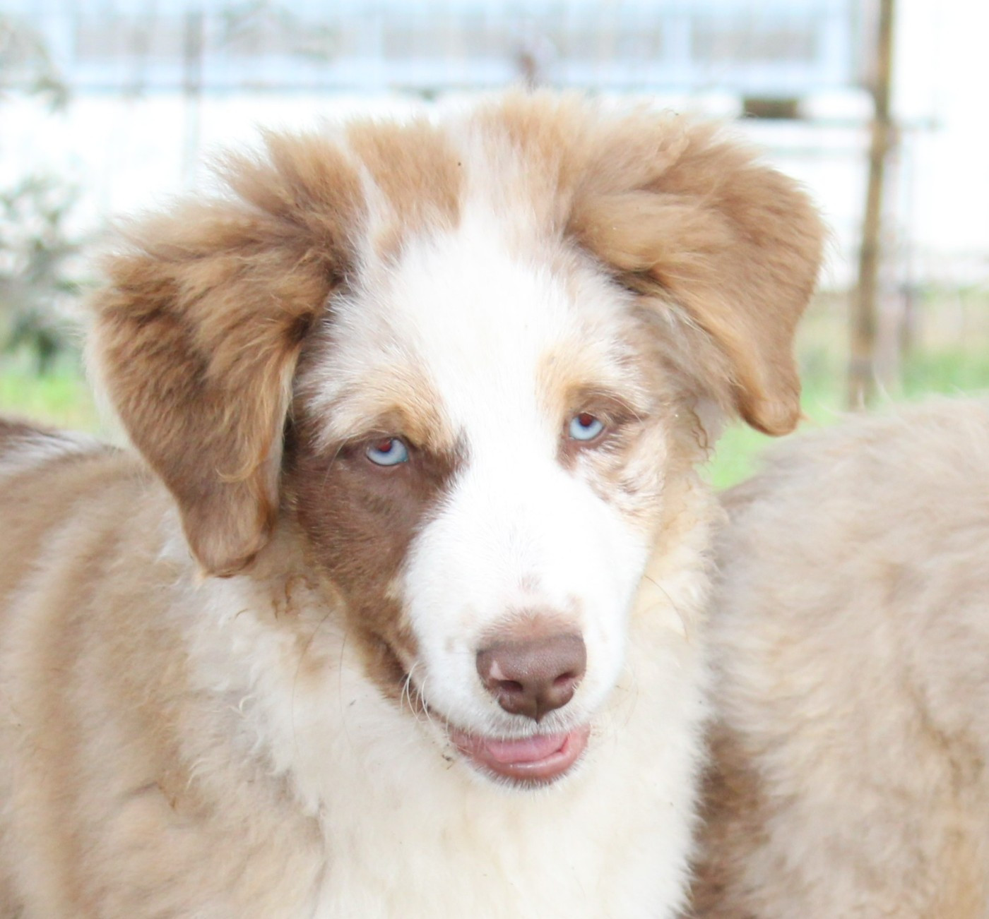 du mas du grand sauvage - Chiots disponibles - Berger Américain Miniature 