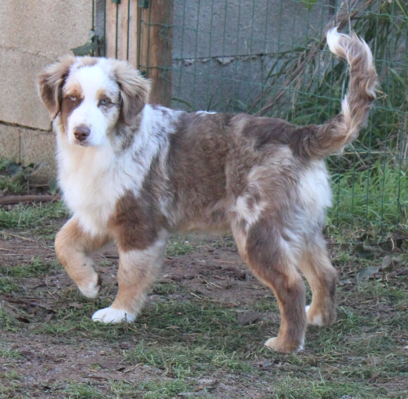 du mas du grand sauvage - Chiots disponibles - Berger Américain Miniature 