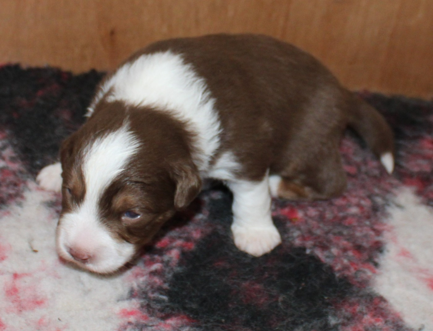 du mas du grand sauvage - Chiots disponibles - Berger Américain Miniature 