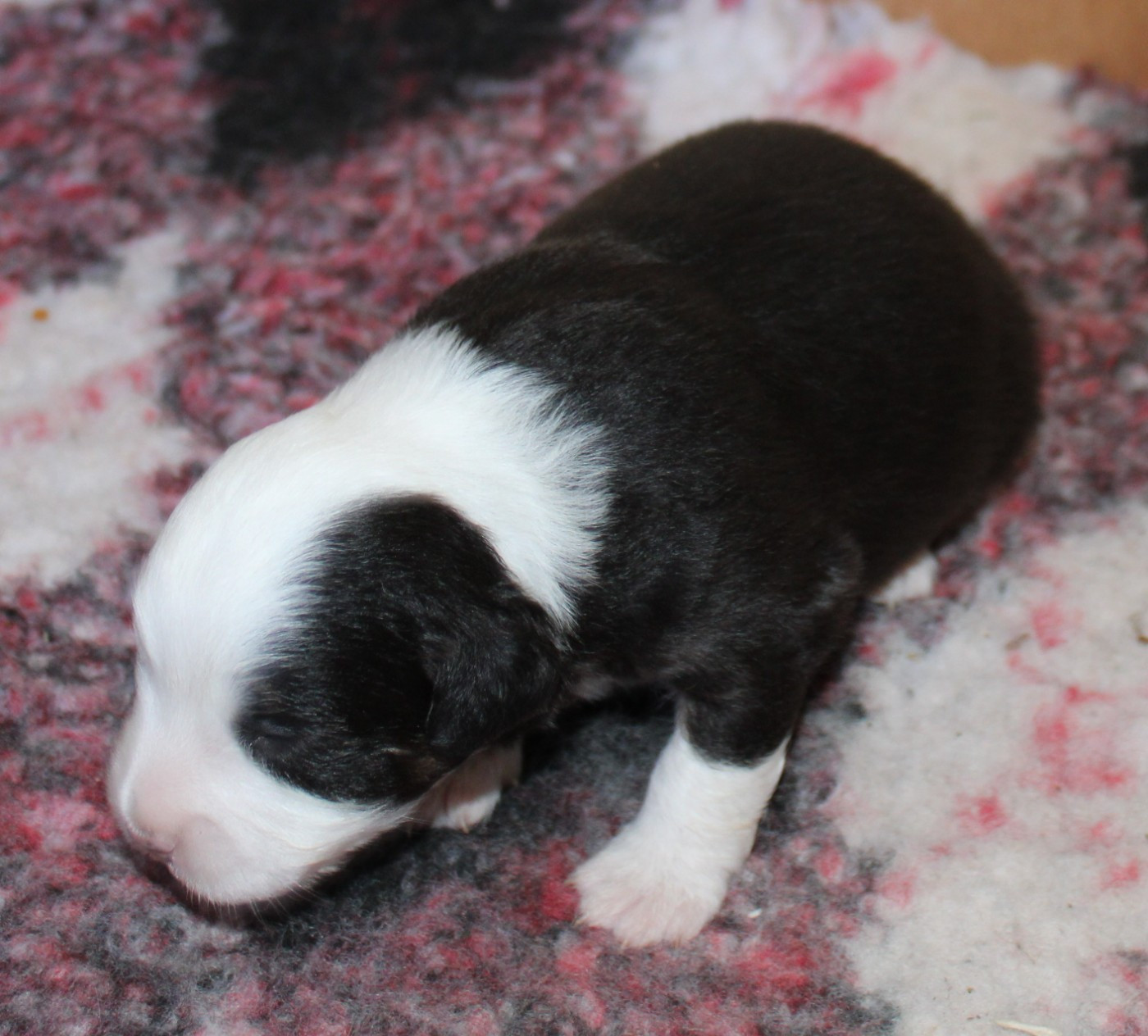 du mas du grand sauvage - Chiots disponibles - Berger Américain Miniature 