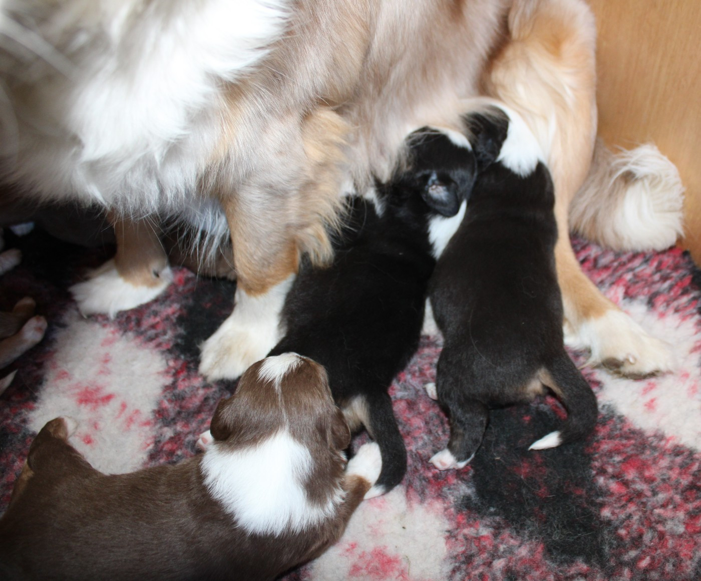 Chiot Berger Américain Miniature  du mas du grand sauvage