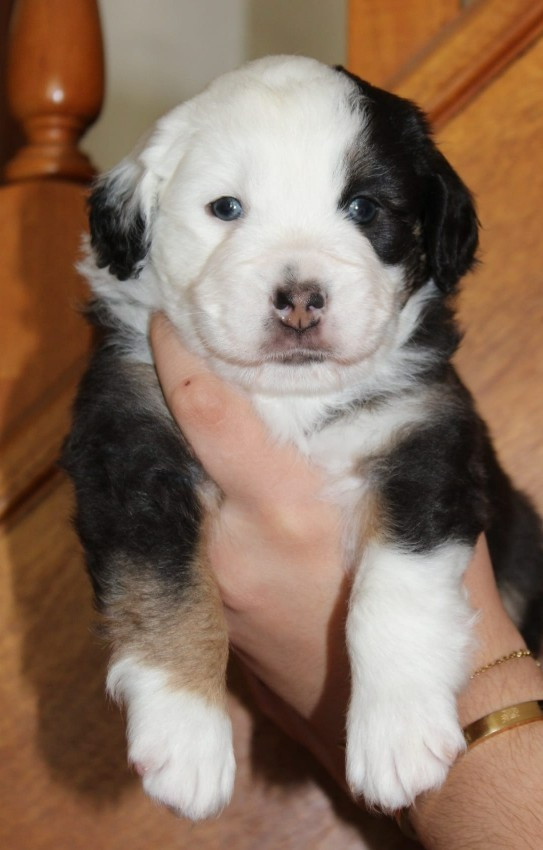 du mas du grand sauvage - Chiots disponibles - Berger Américain Miniature 