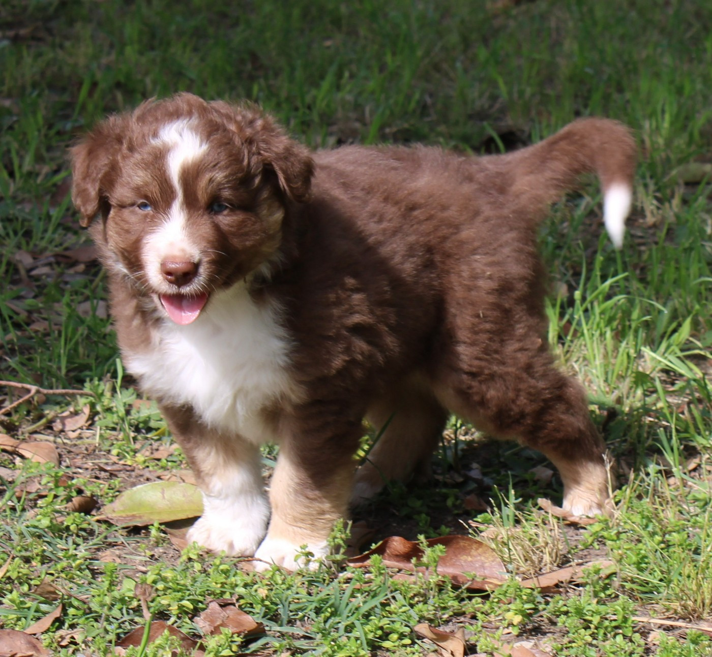 du mas du grand sauvage - Chiots disponibles - Berger Américain Miniature 