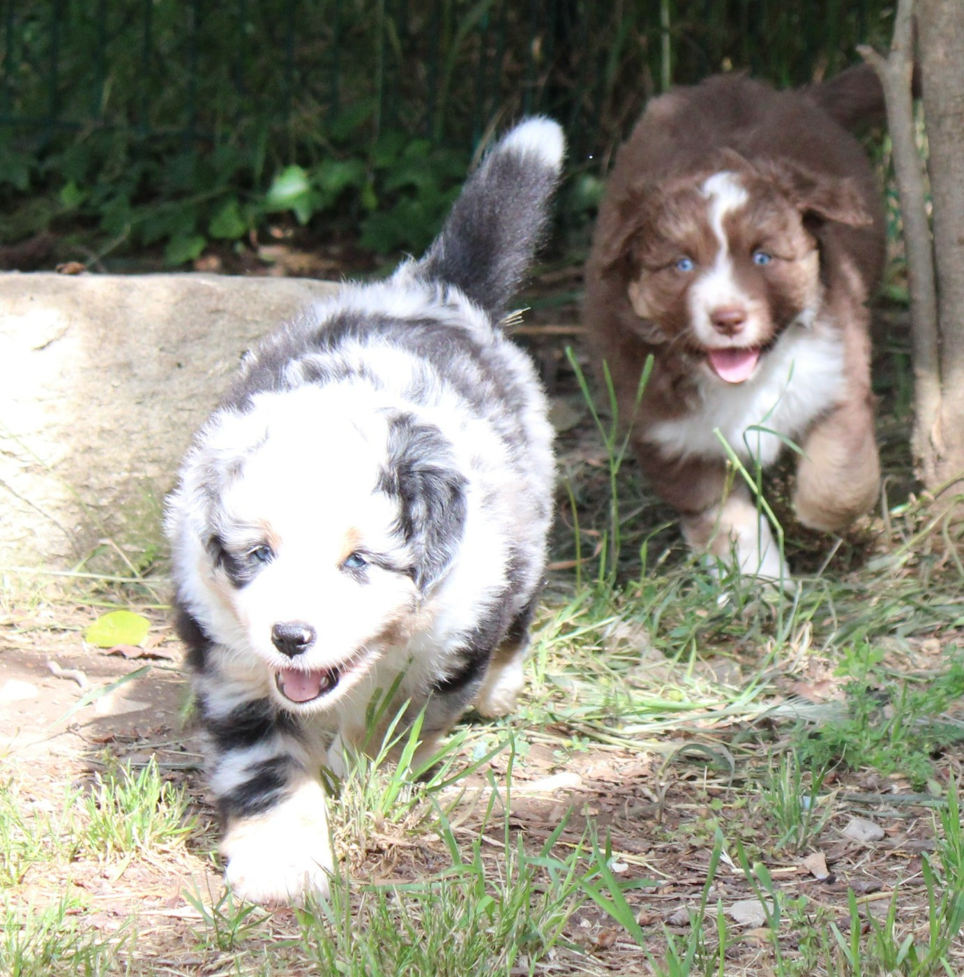 Chiot Berger Américain Miniature  du mas du grand sauvage