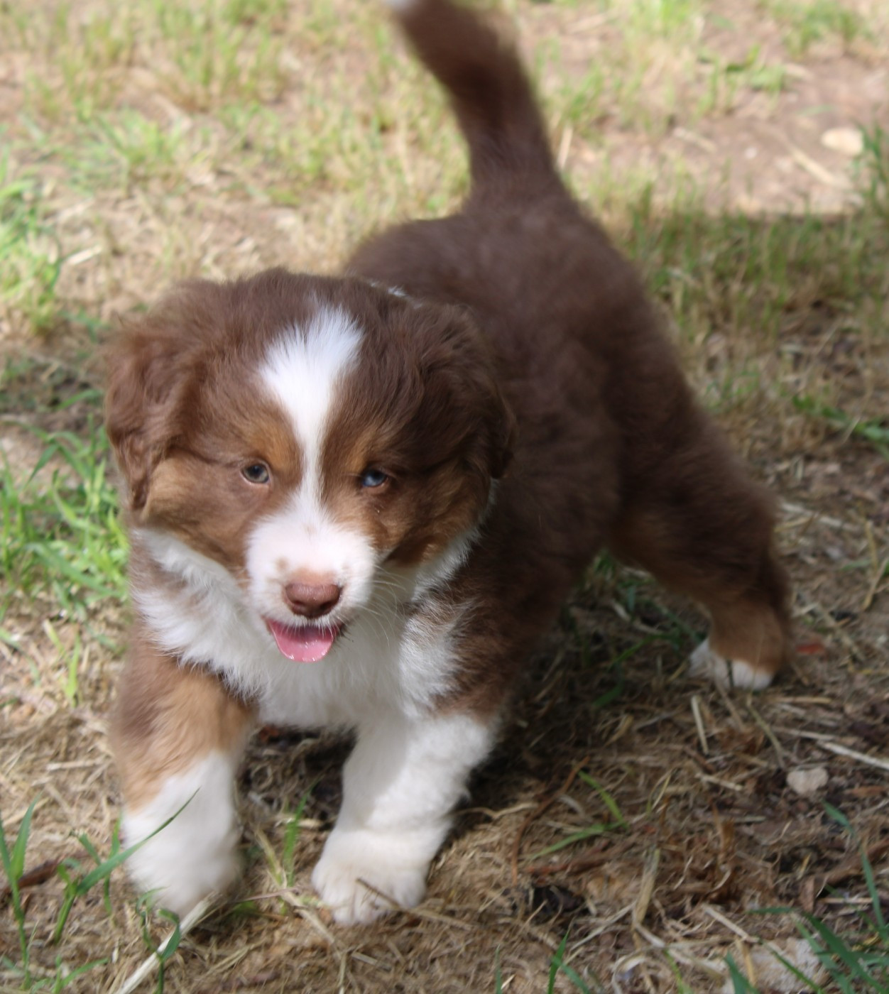 du mas du grand sauvage - Chiots disponibles - Berger Américain Miniature 