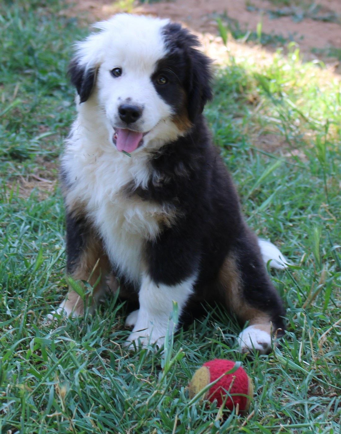 du mas du grand sauvage - Chiots disponibles - Berger Américain Miniature 