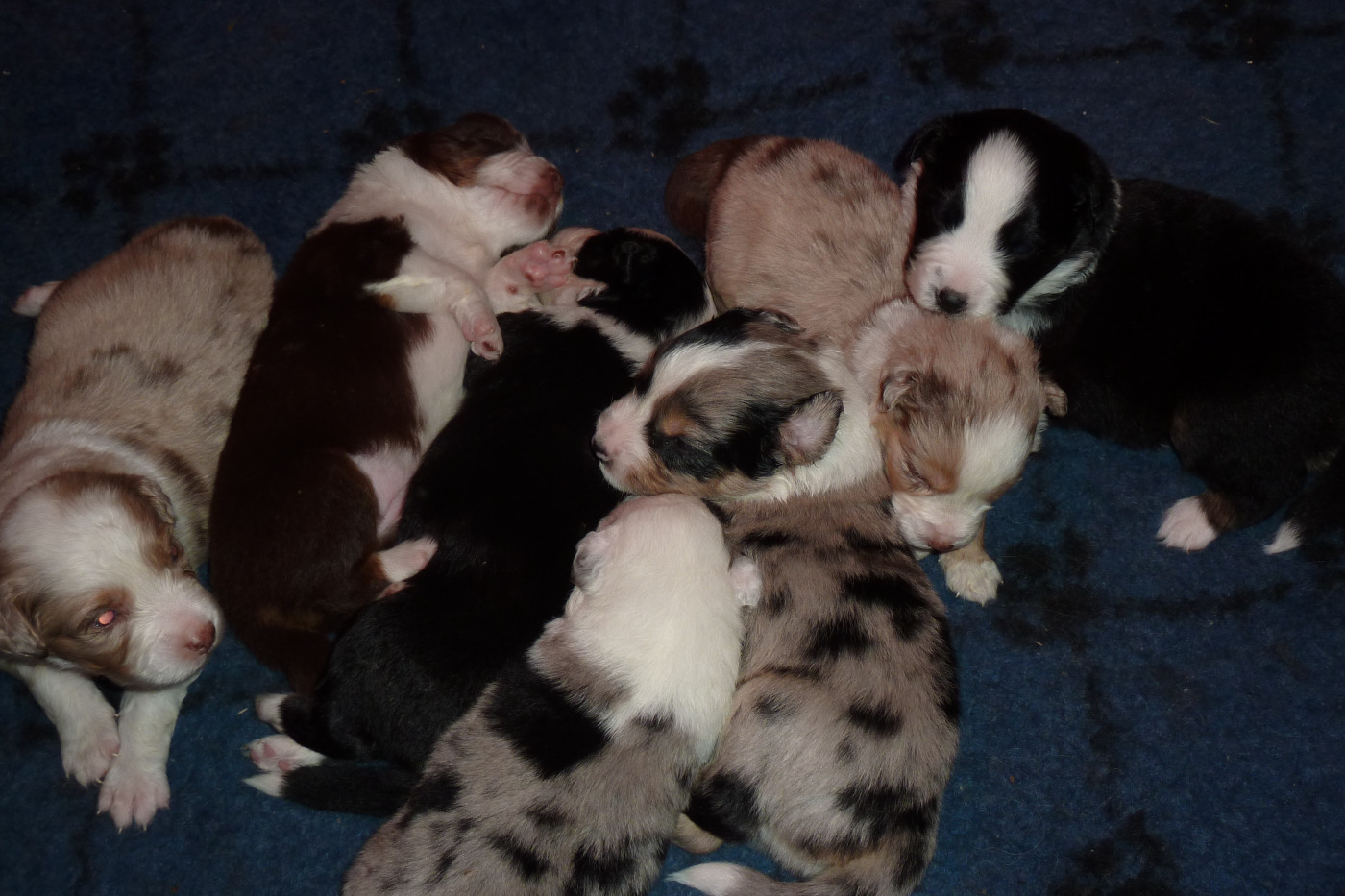 Chiot Berger Américain Miniature  du mas du grand sauvage