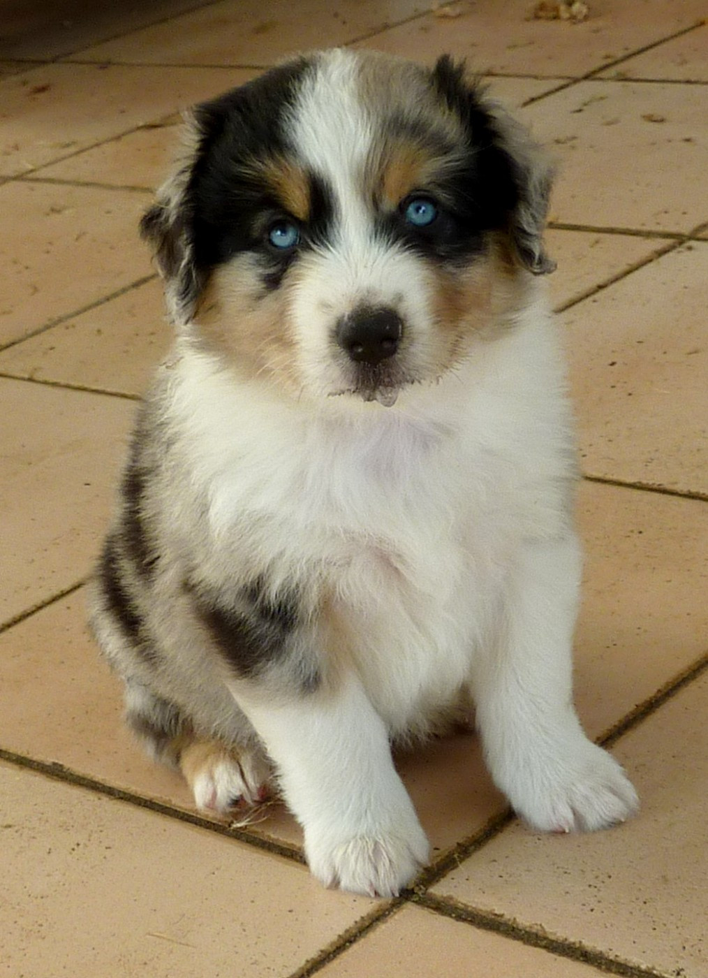 du mas du grand sauvage - Chiots disponibles - Berger Américain Miniature 