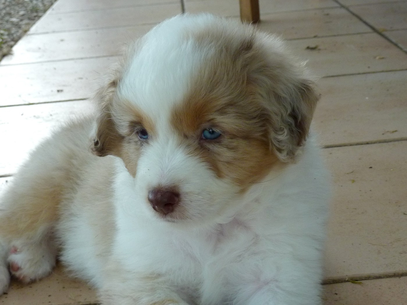 du mas du grand sauvage - Chiots disponibles - Berger Américain Miniature 