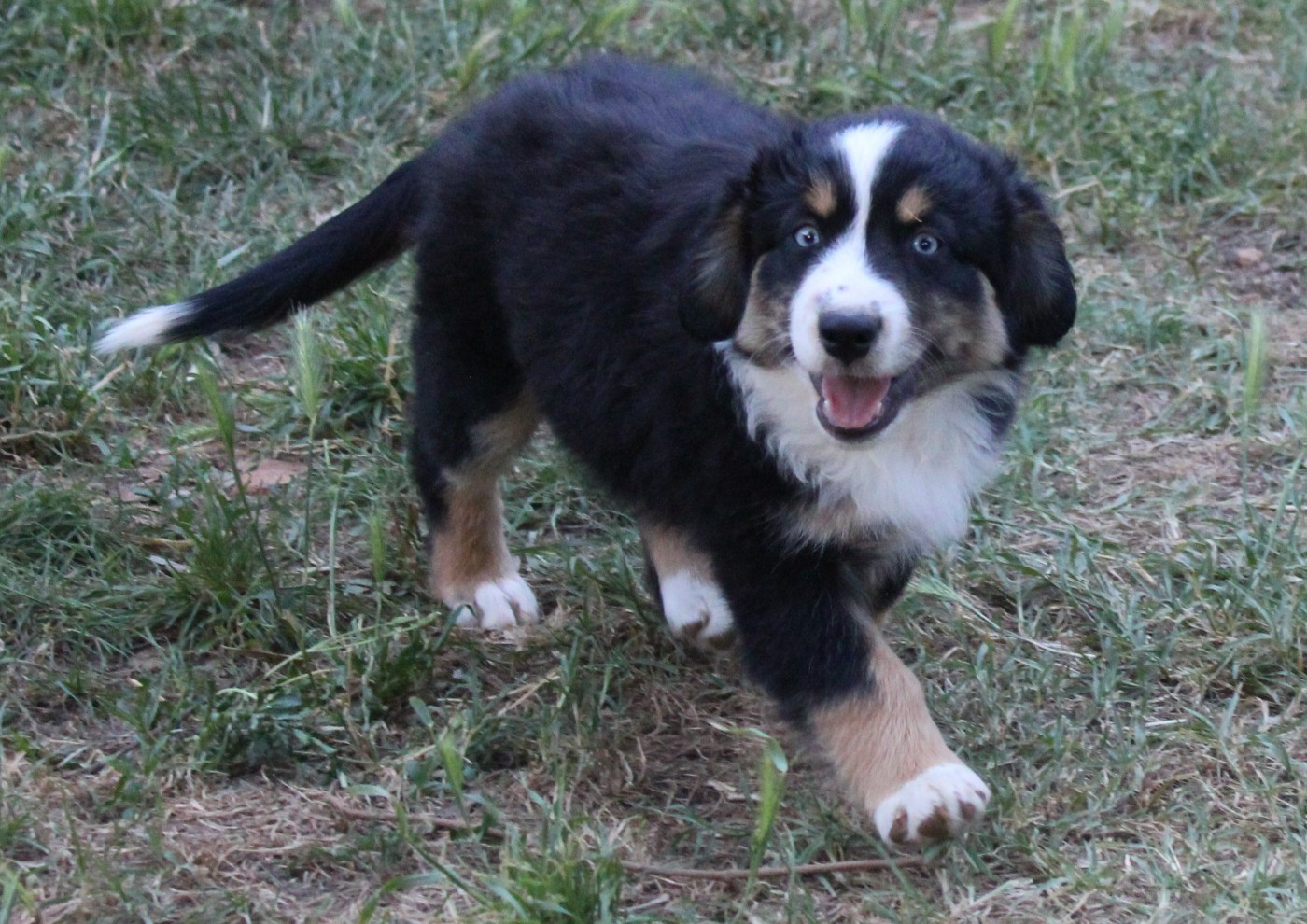 du mas du grand sauvage - Chiots disponibles - Berger Américain Miniature 