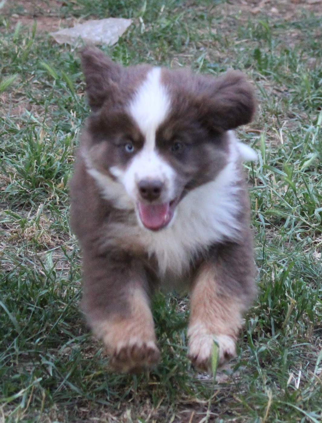 du mas du grand sauvage - Chiots disponibles - Berger Américain Miniature 