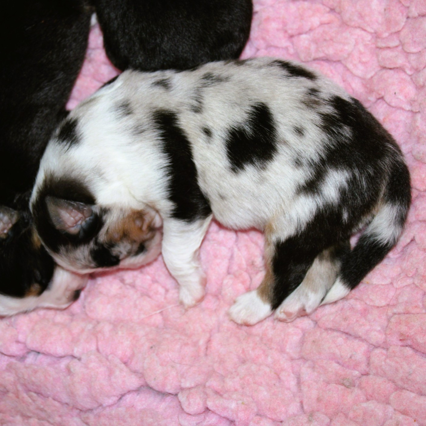 du mas du grand sauvage - Chiots disponibles - Berger Américain Miniature 