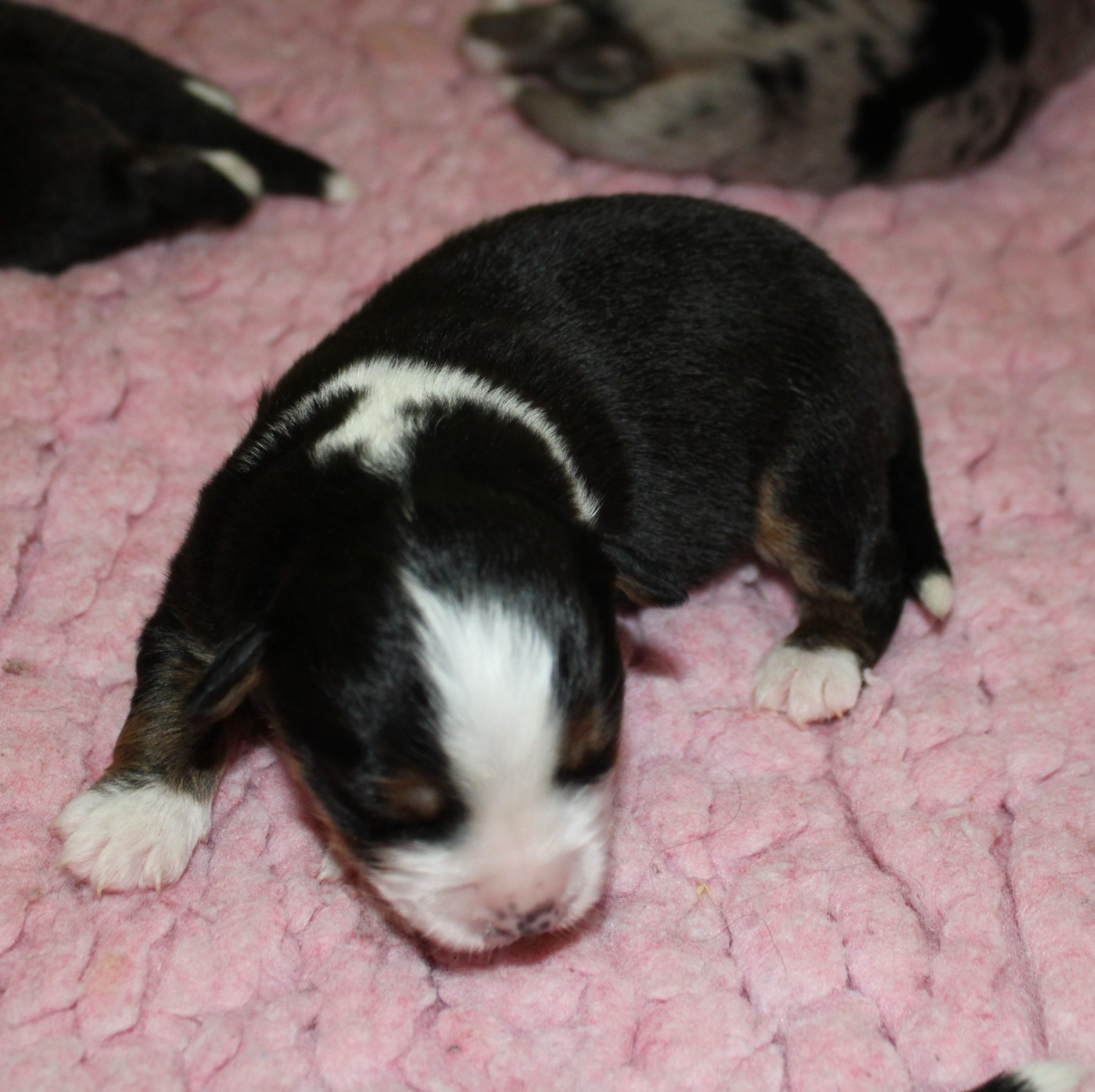 du mas du grand sauvage - Chiots disponibles - Berger Américain Miniature 