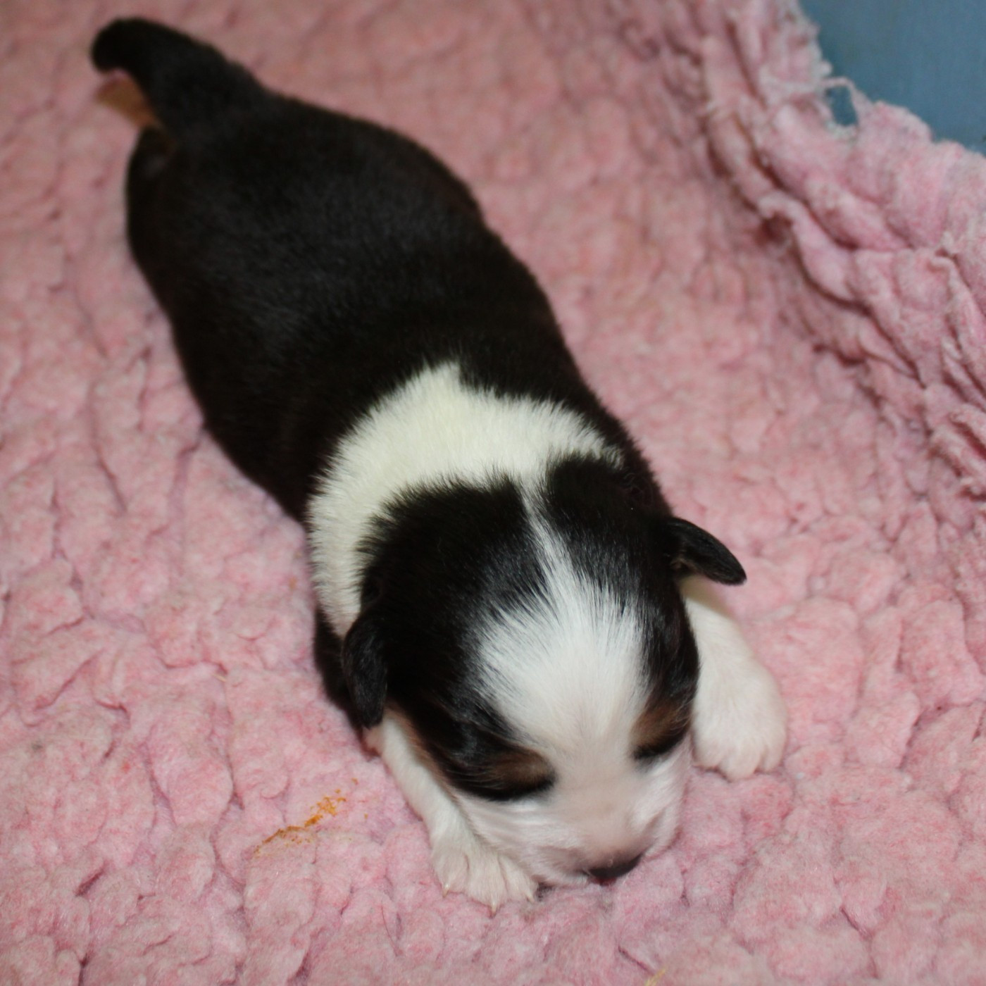 du mas du grand sauvage - Chiots disponibles - Berger Américain Miniature 