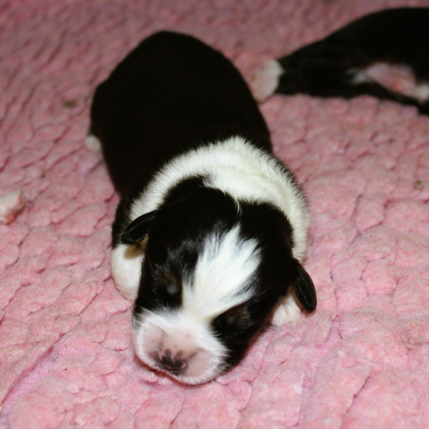 du mas du grand sauvage - Chiots disponibles - Berger Américain Miniature 