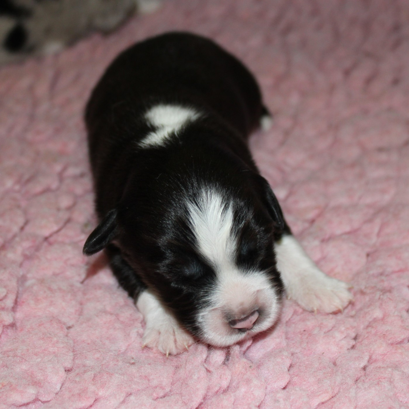 du mas du grand sauvage - Chiots disponibles - Berger Américain Miniature 