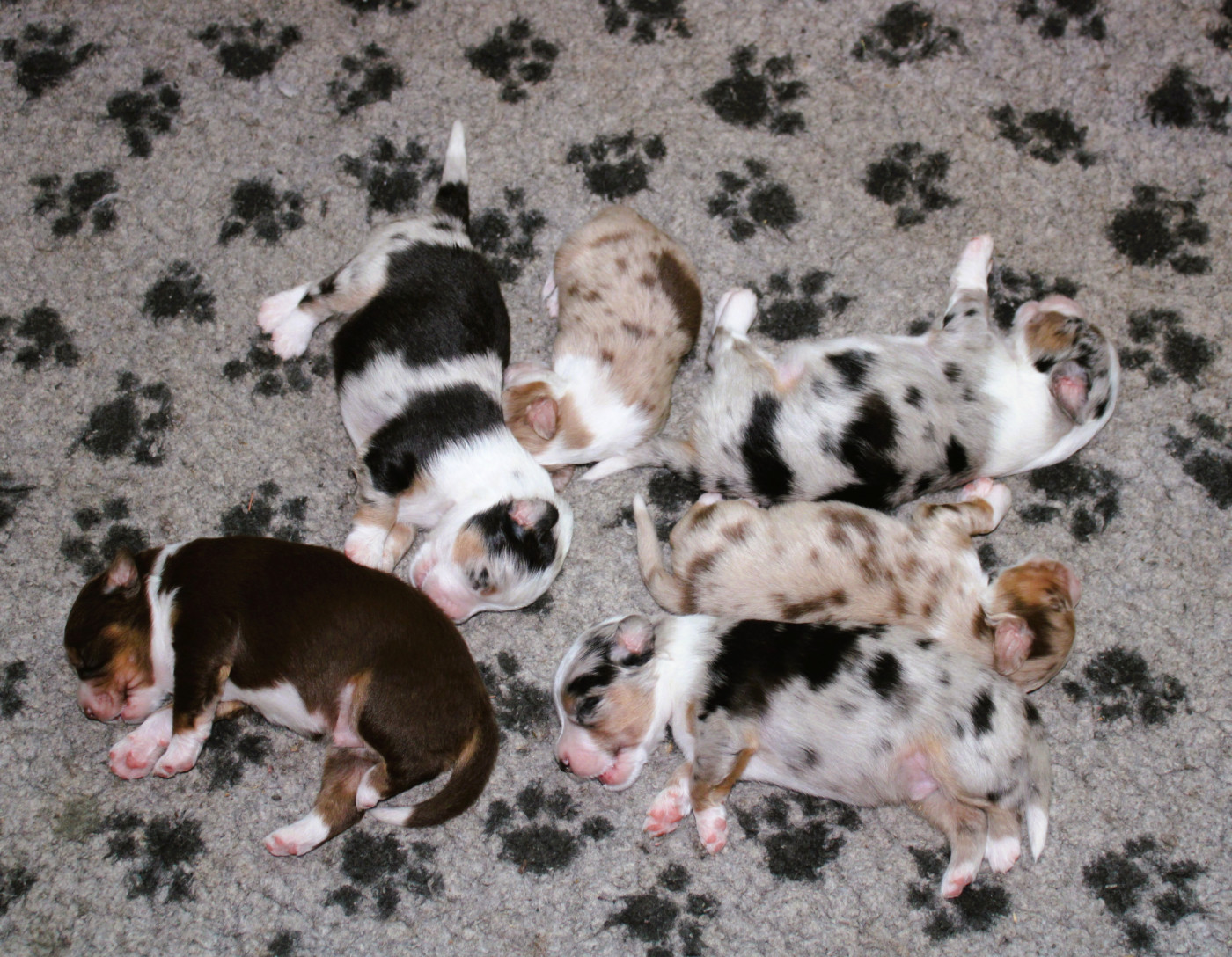 Chiot Berger Américain Miniature  du mas du grand sauvage