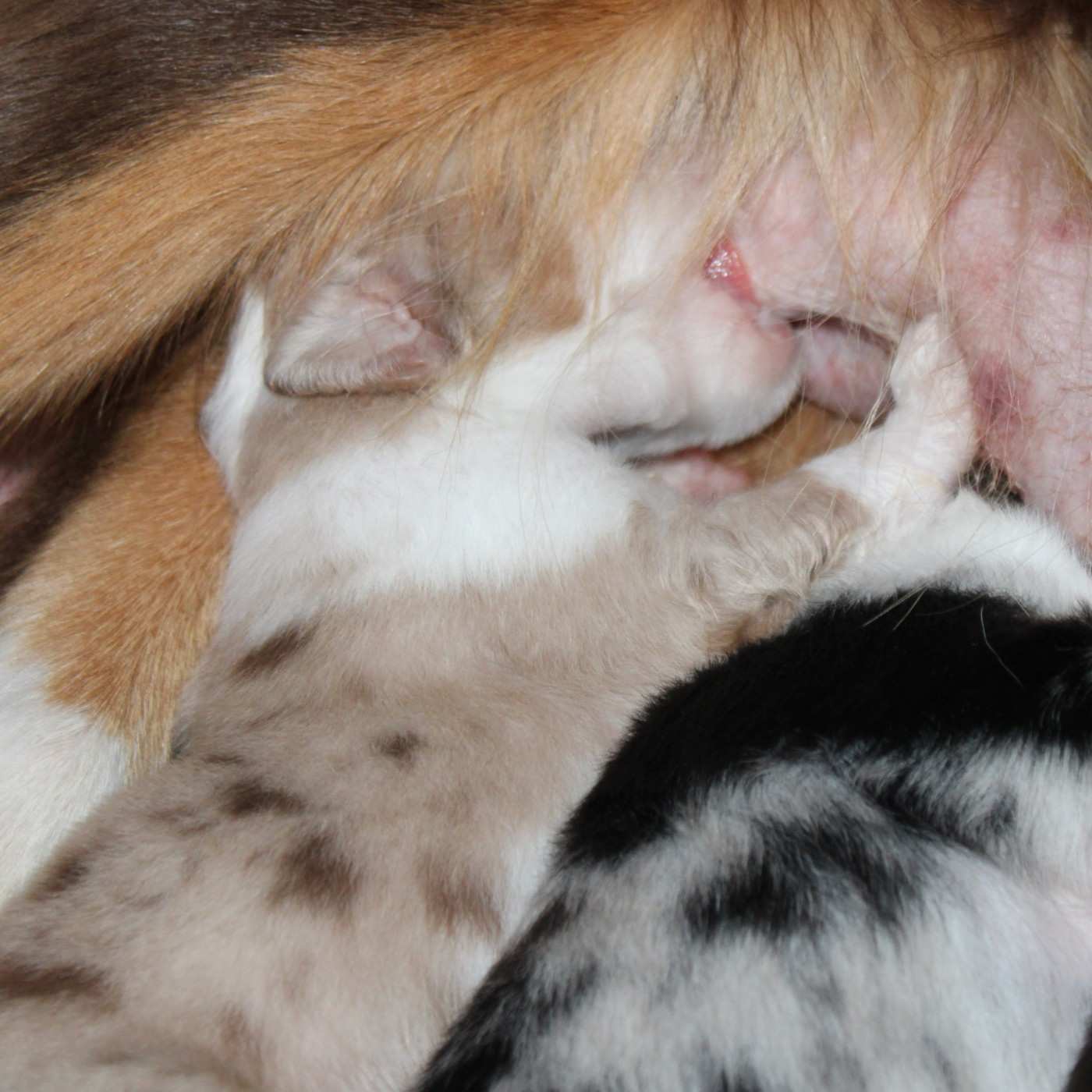 du mas du grand sauvage - Chiots disponibles - Berger Américain Miniature 