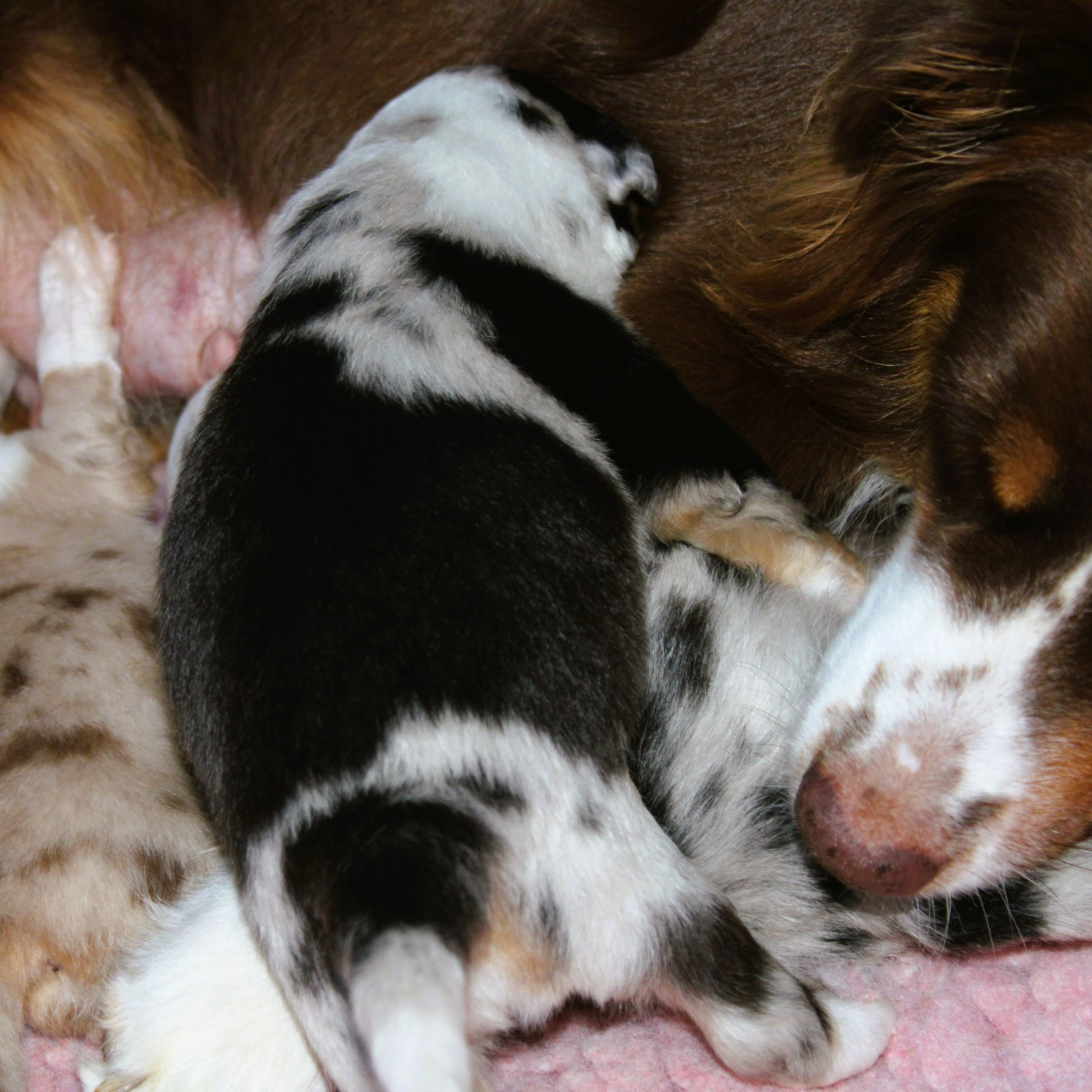 du mas du grand sauvage - Chiots disponibles - Berger Américain Miniature 