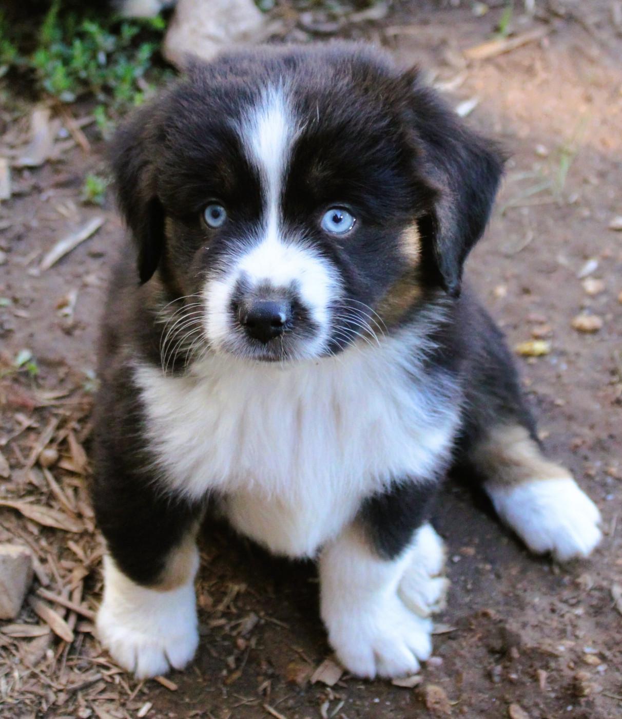 du mas du grand sauvage - Chiots disponibles - Berger Américain Miniature 