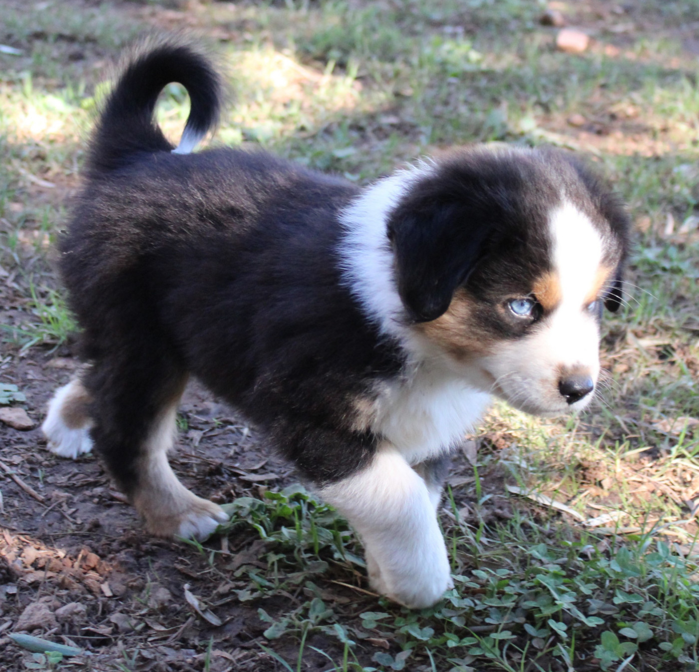 du mas du grand sauvage - Chiots disponibles - Berger Américain Miniature 