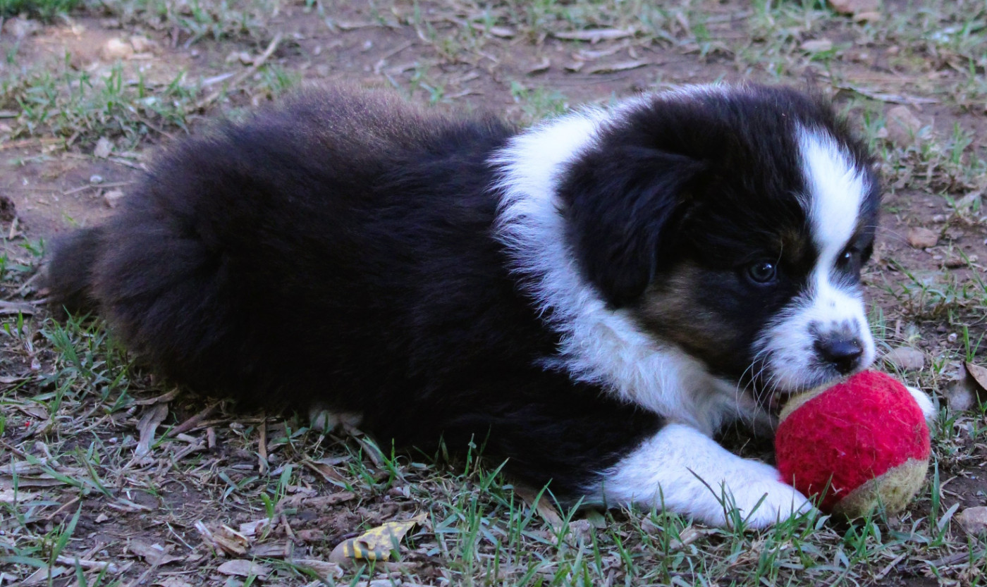 du mas du grand sauvage - Chiots disponibles - Berger Américain Miniature 
