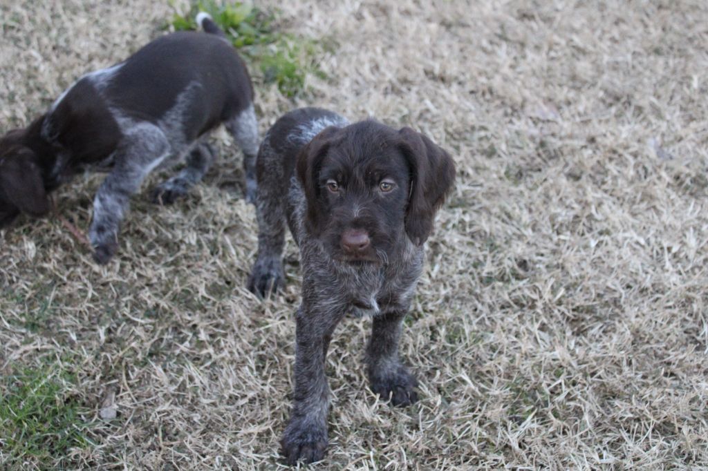 du mas du grand sauvage - Chiots disponibles - Chien d'arrêt allemand à poil dur