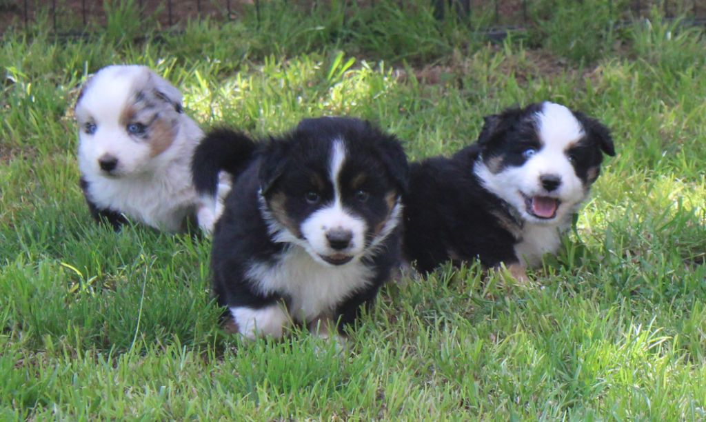 Chiot Berger Américain Miniature du mas du grand sauvage