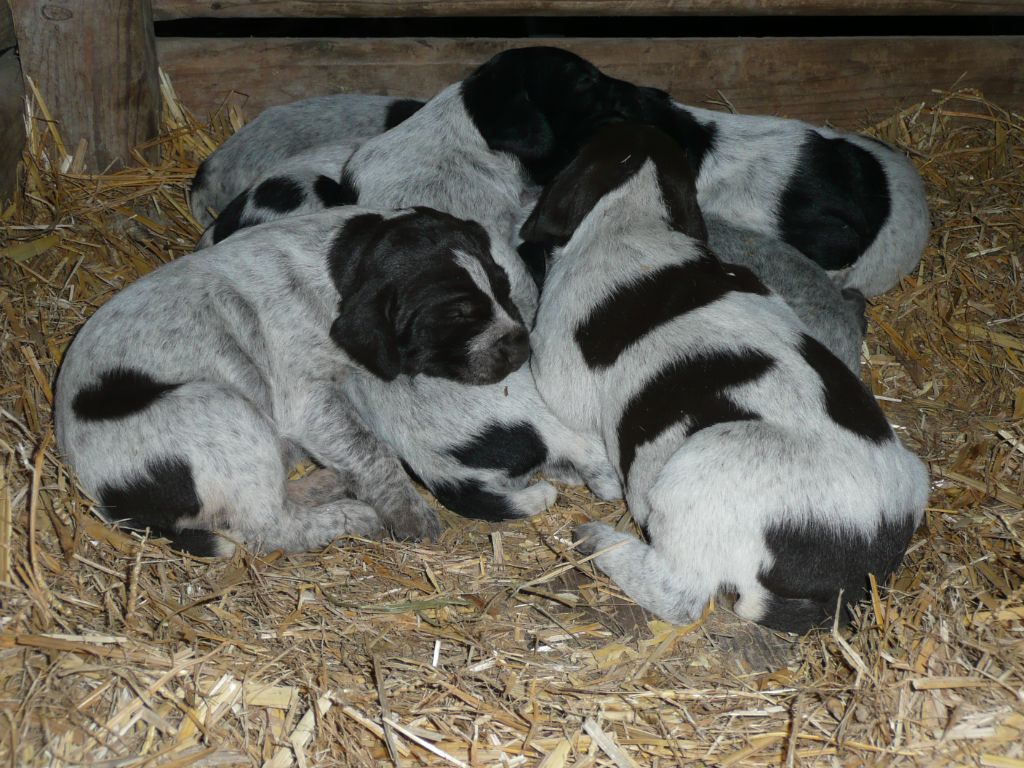 du mas du grand sauvage - Chien d'arrêt allemand à poil dur - Portée née le 18/01/2022