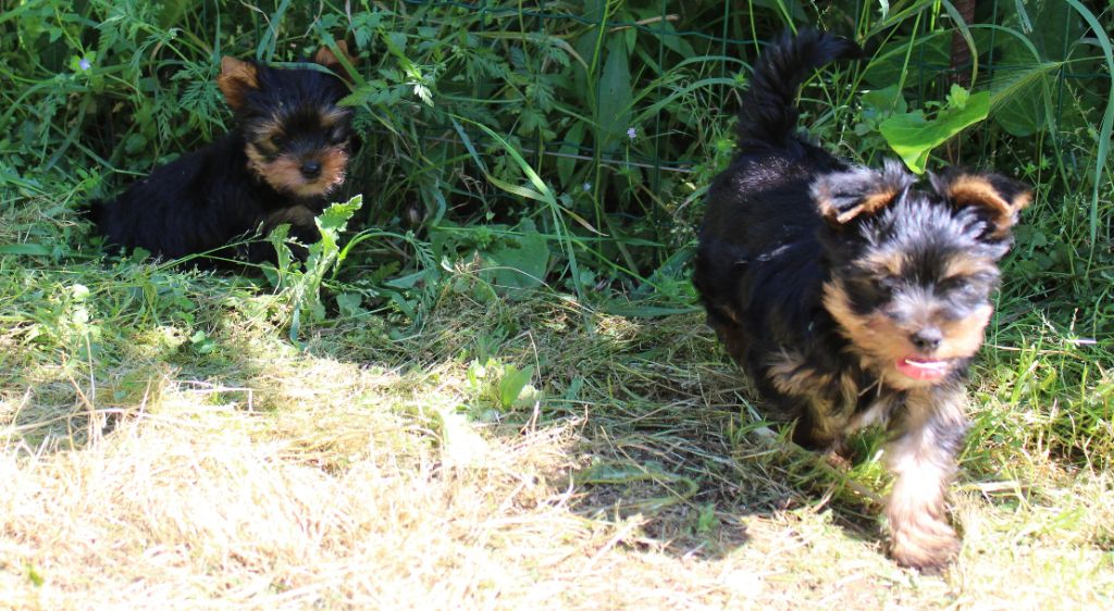 Chiot Yorkshire Terrier du mas du grand sauvage