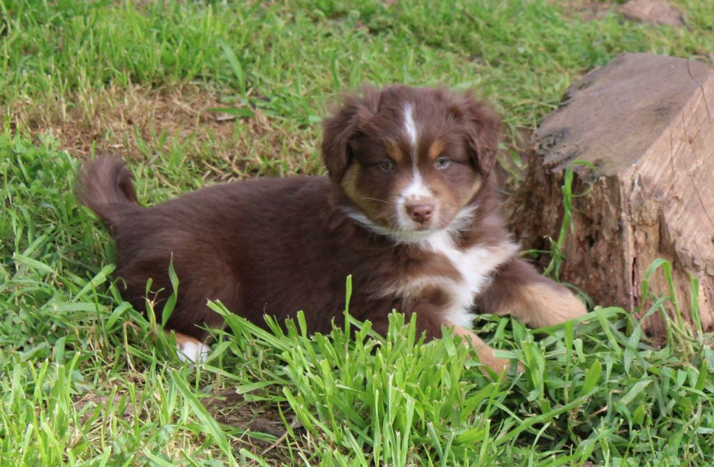 du mas du grand sauvage - Chiots disponibles - Berger Américain Miniature 