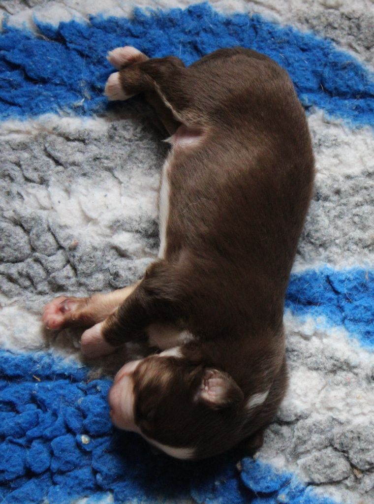 du mas du grand sauvage - Chiots disponibles - Berger Américain Miniature 